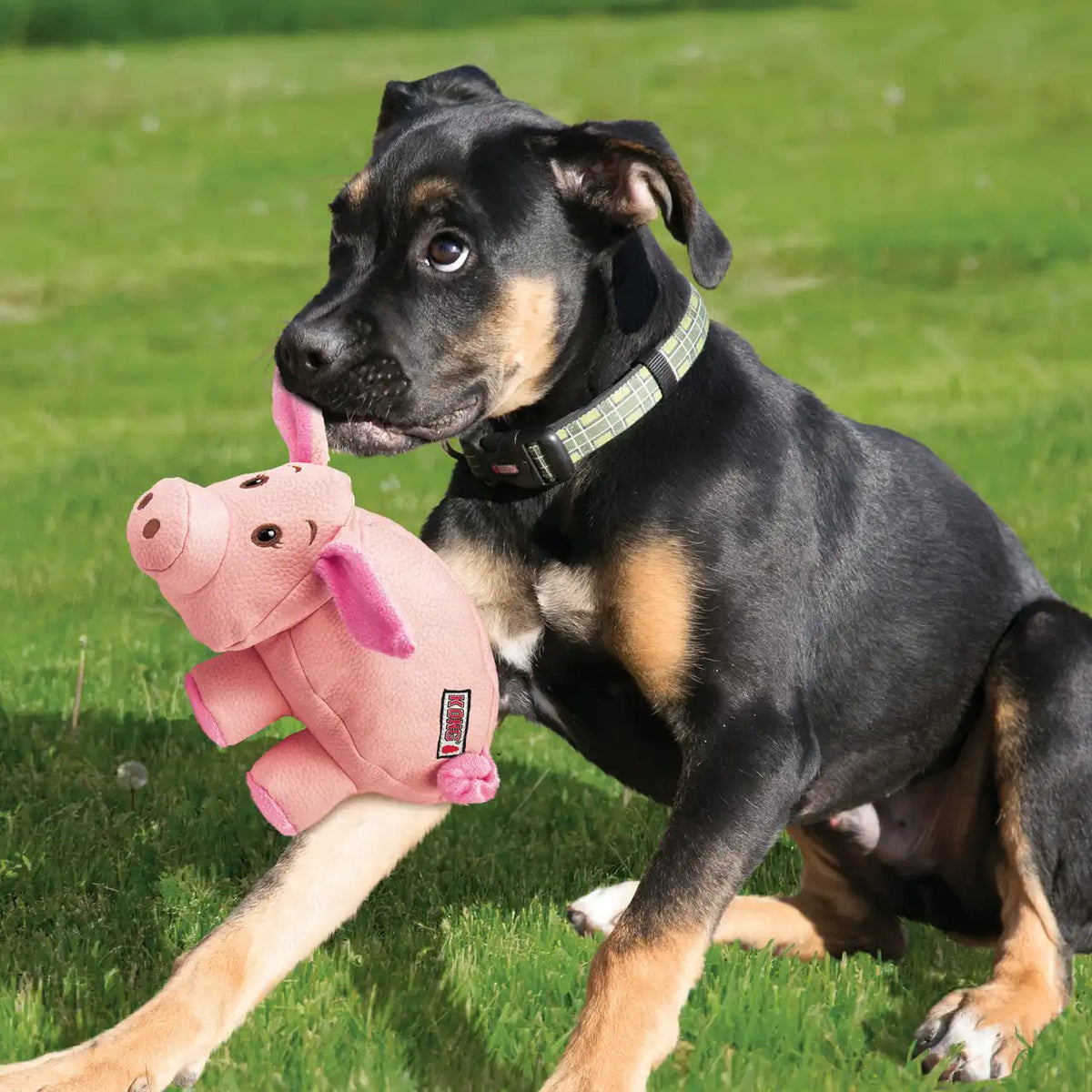 Phatz Pig