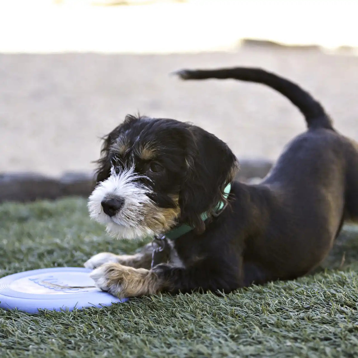 KONG Puppy Flyer, Blue