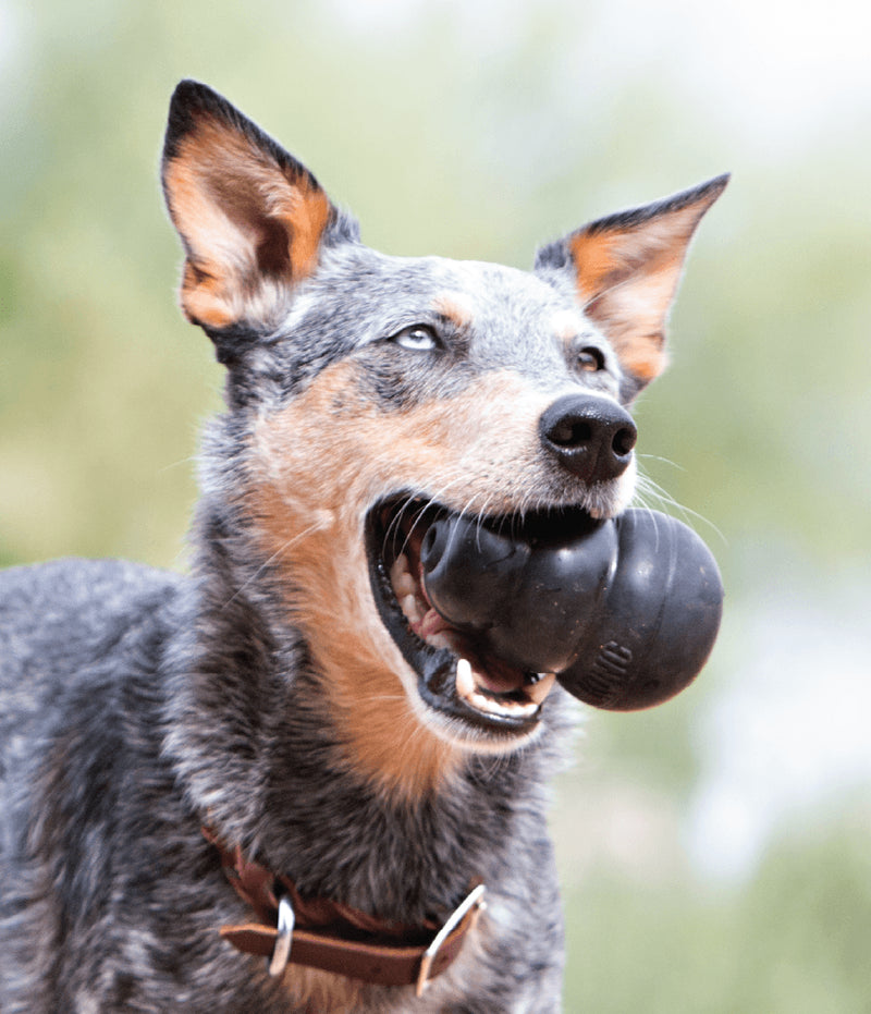Tough Chewers